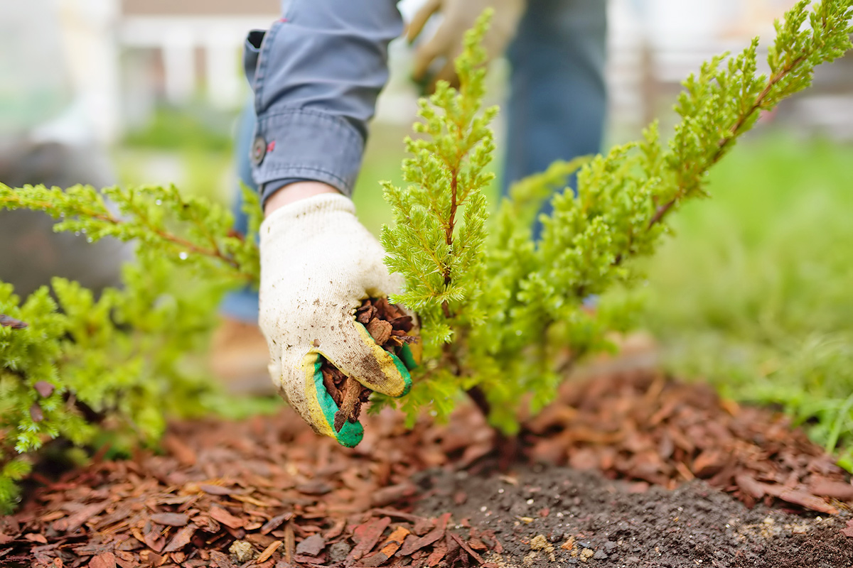 The Easiest Way To Help Plants Survive a Heat Wave