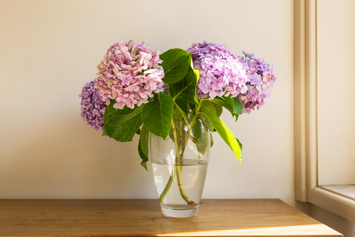 Wilting Hydrangeas? Hot Water Is All You Need To Revive Them