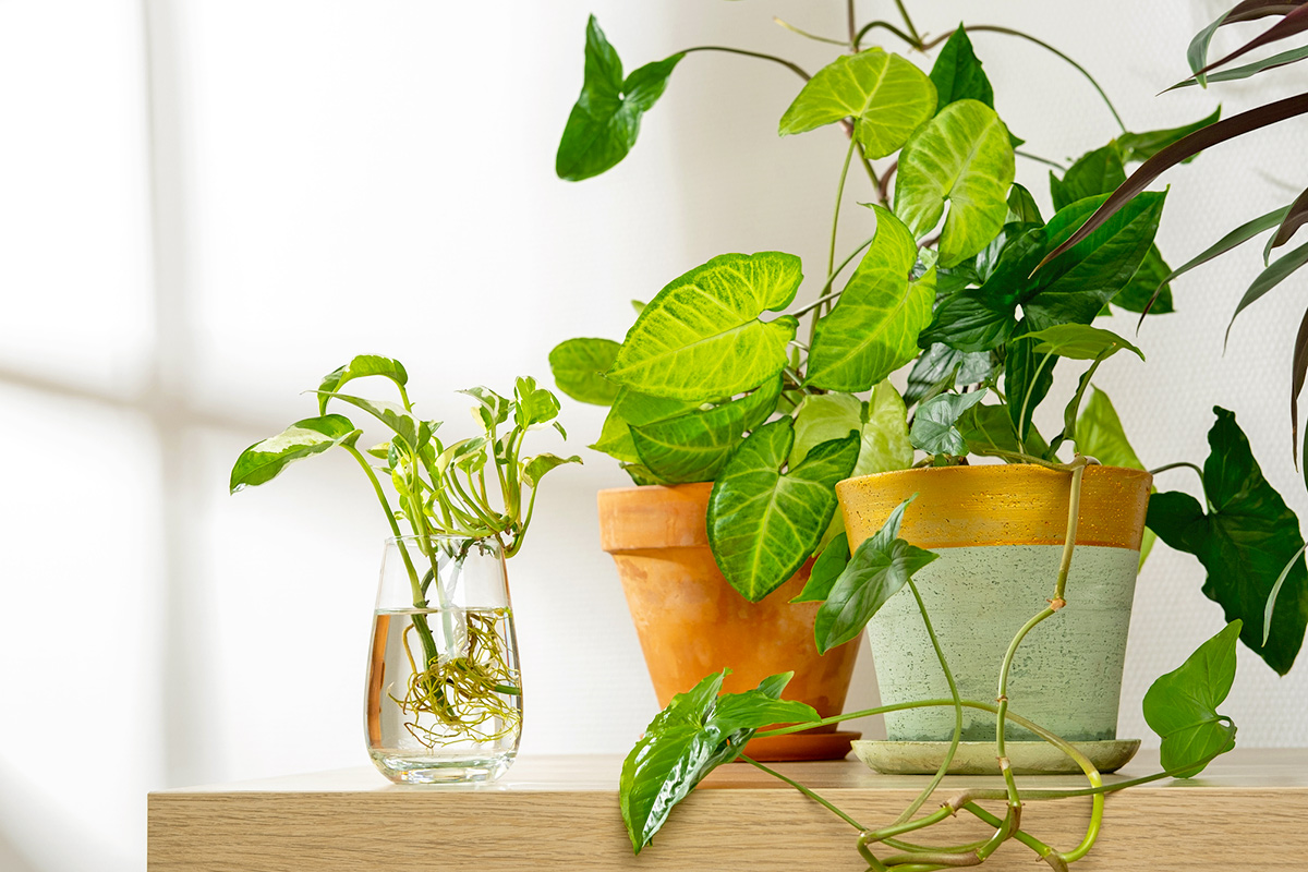 10 Low-Maintenance Houseplants That Grow in Water