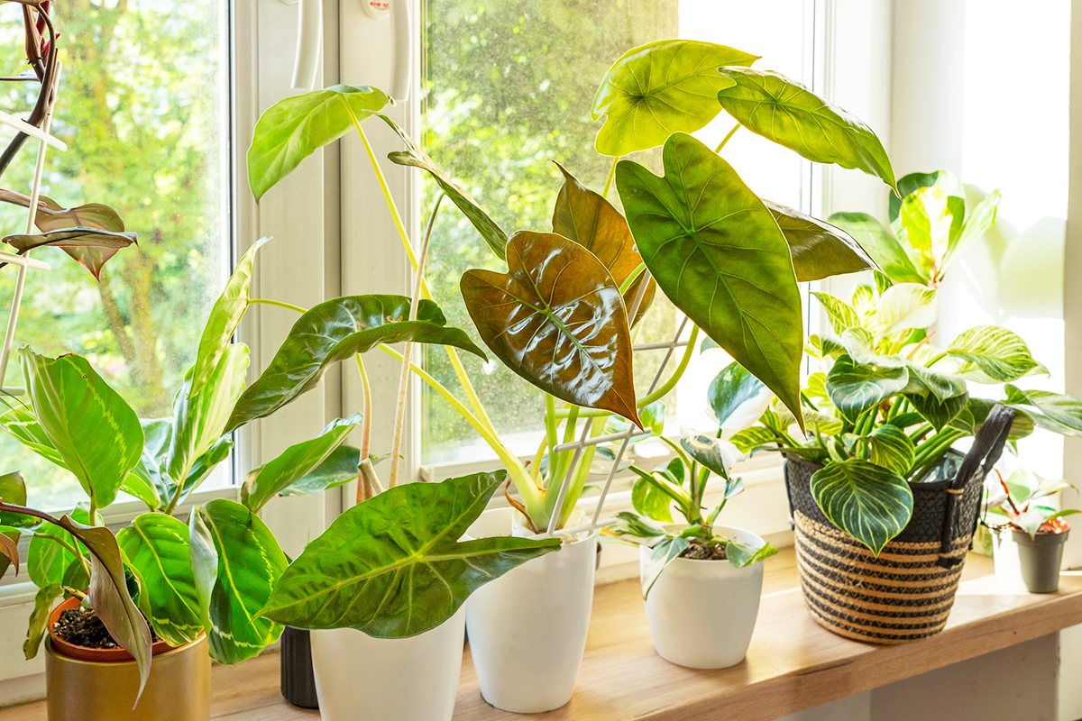 The Humidity-Boosting Hack Every Plant Parent Should Know