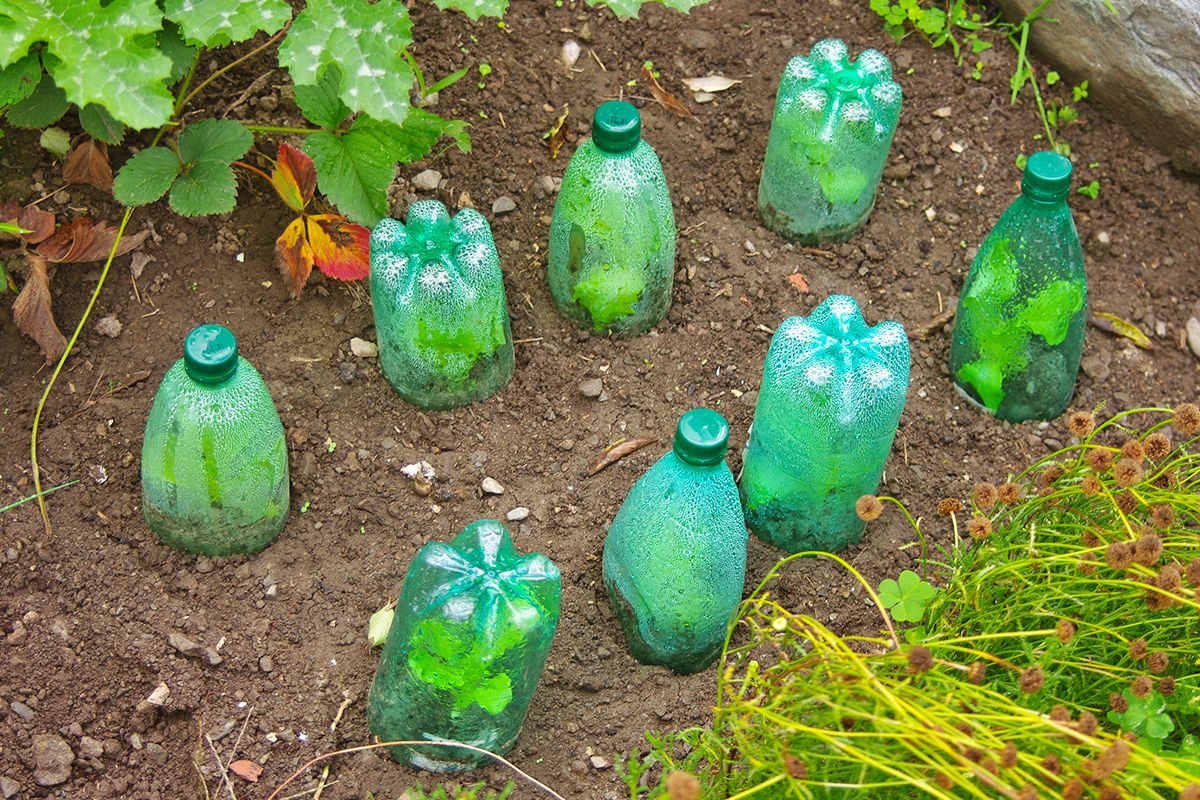 Frost Warning? Try These 3 Hacks To Save Your Plants