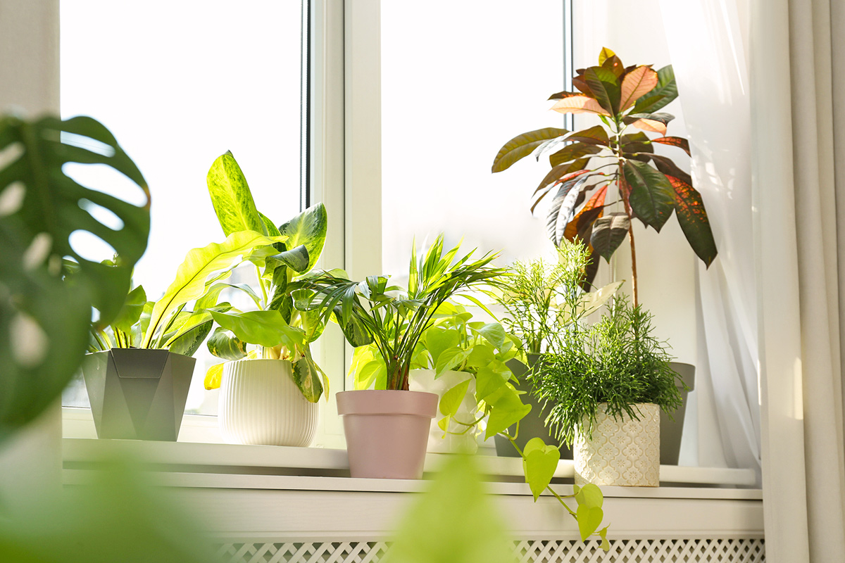 Stop Your Plants From Leaning With This Free Fix