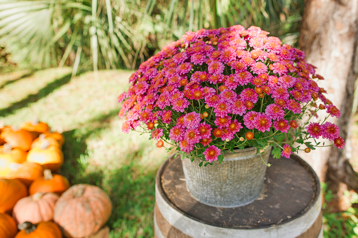 The Secret to Mums That Last All Fall