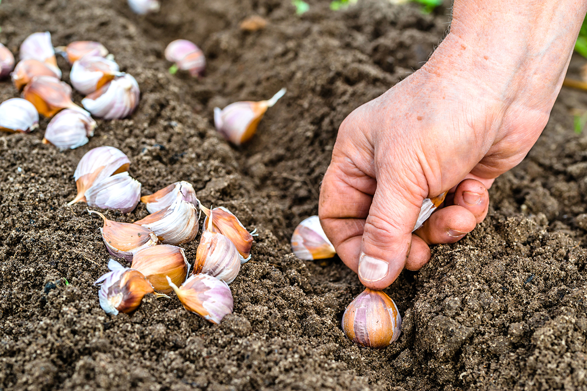 Why You Should Plant Garlic Today