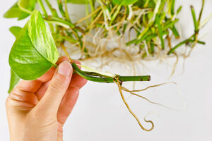 Anonymous person holding up a pothos cutting with visible roots.