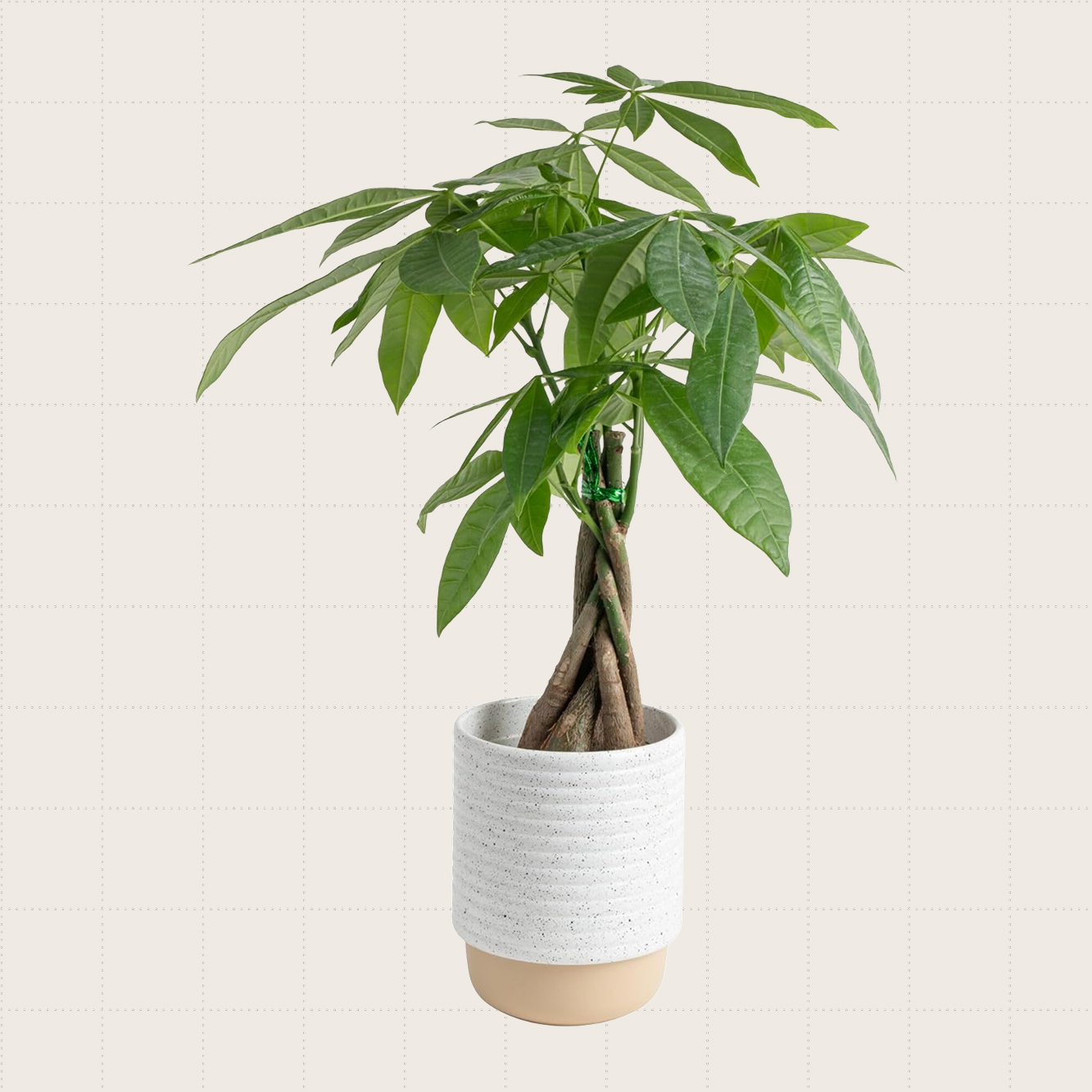Costa Farms Money Tree Live Plant