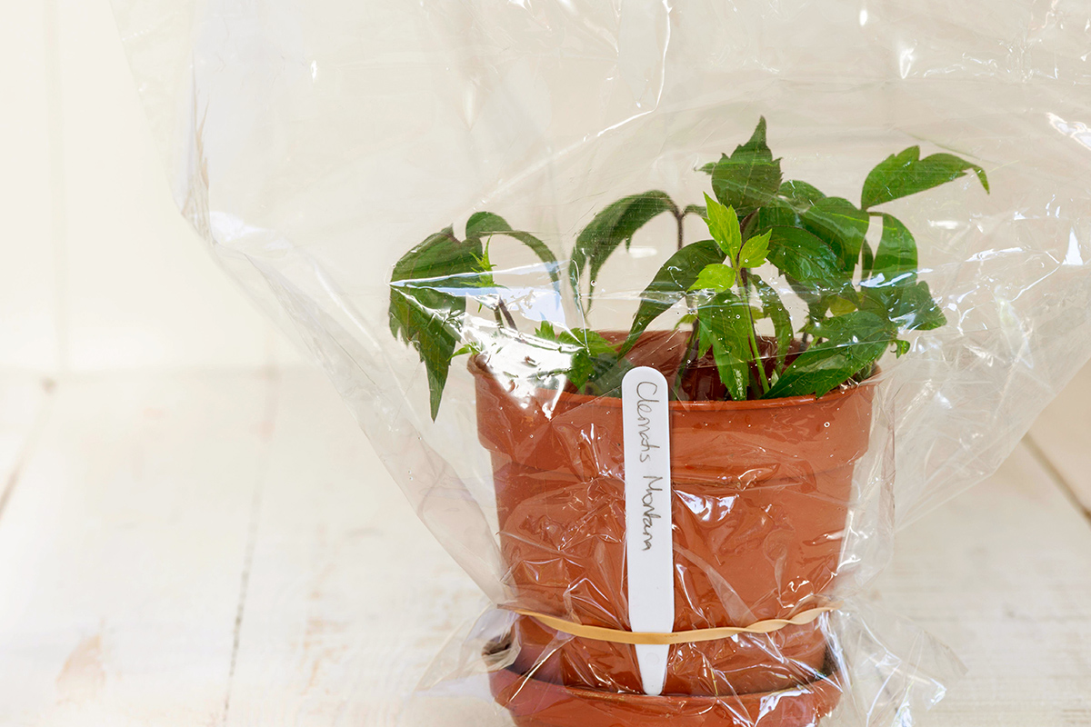 A potted plant with a clear plastic bag over it that's secured with a rubber band.