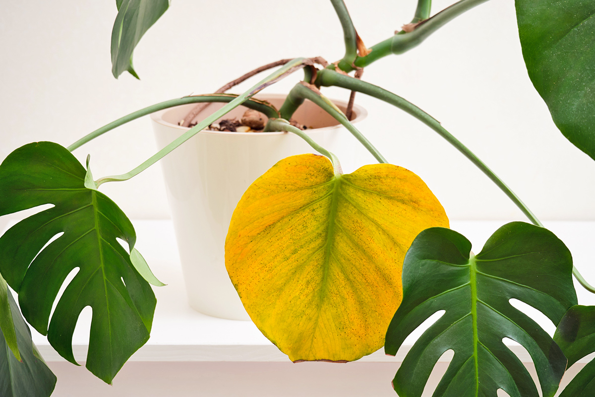 10 Easy Ways To Fix Common Houseplant Problems