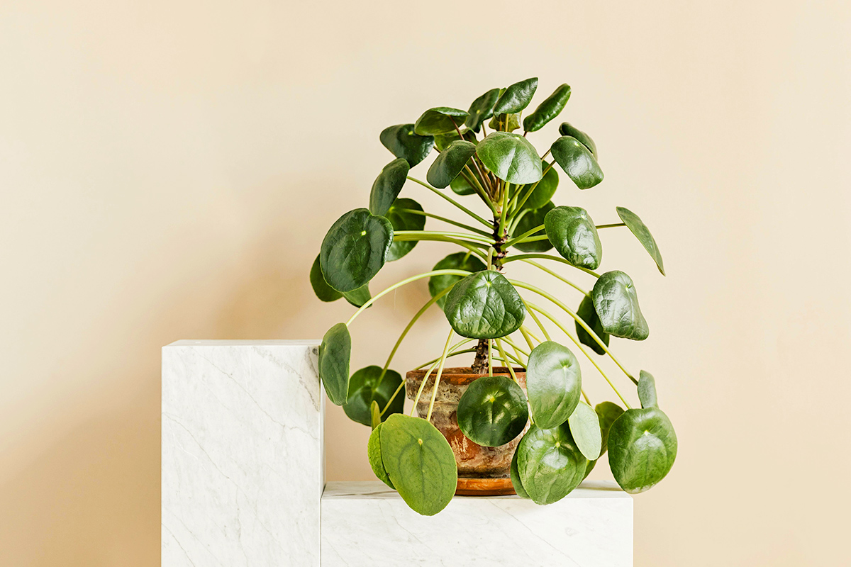 The First Thing You Must Do With Every New Plant