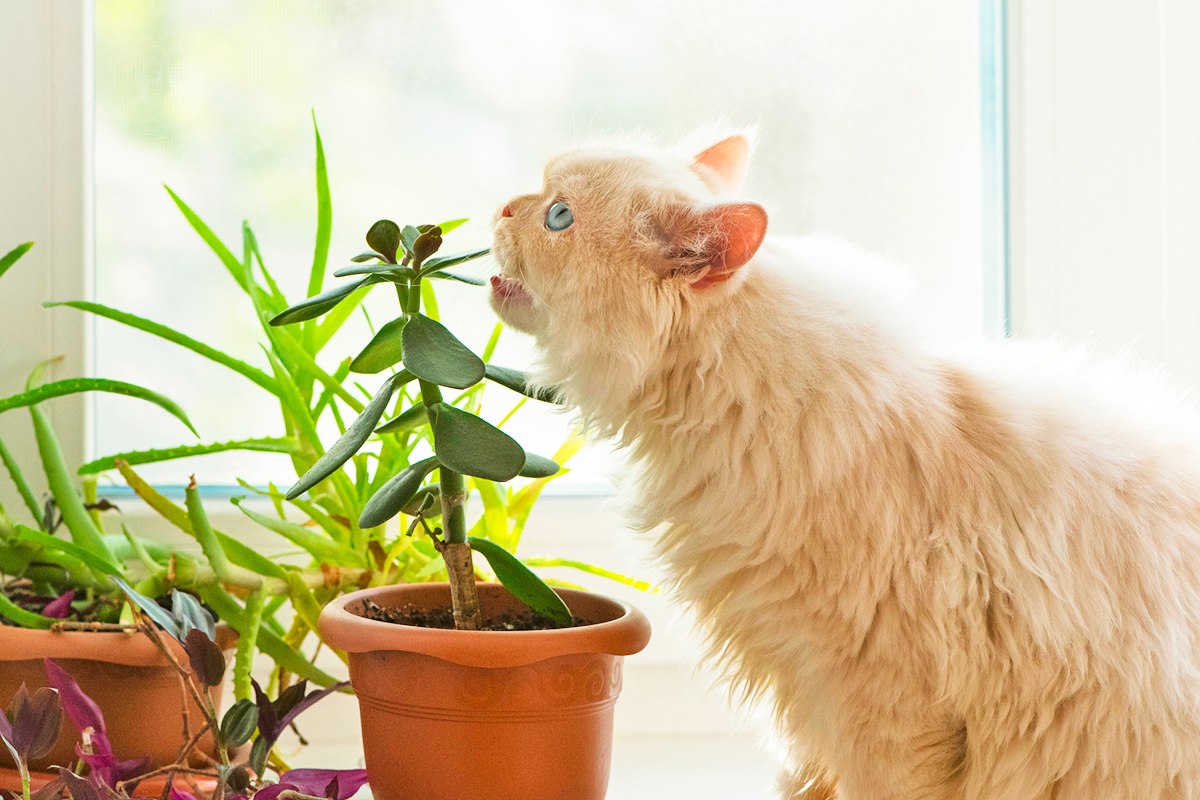 12 Common Houseplants That Could Harm Your Pets