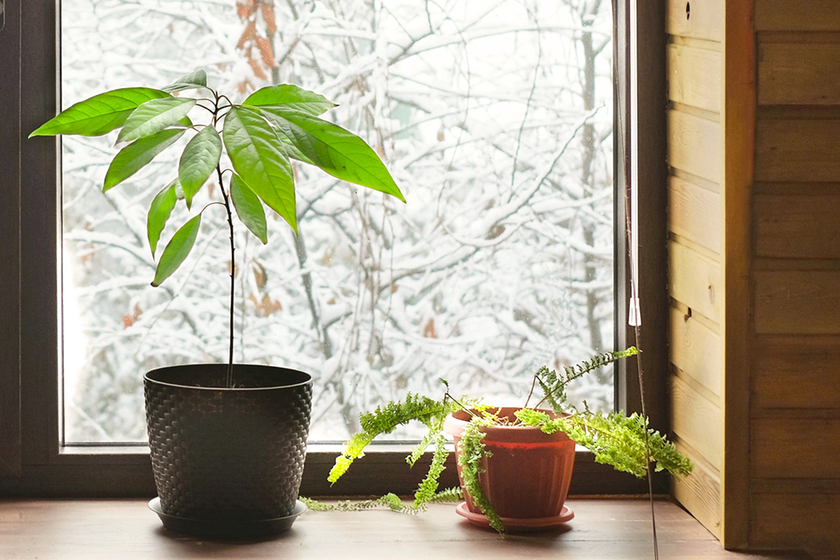 The One Thing You Should Never Do to Houseplants in Winter