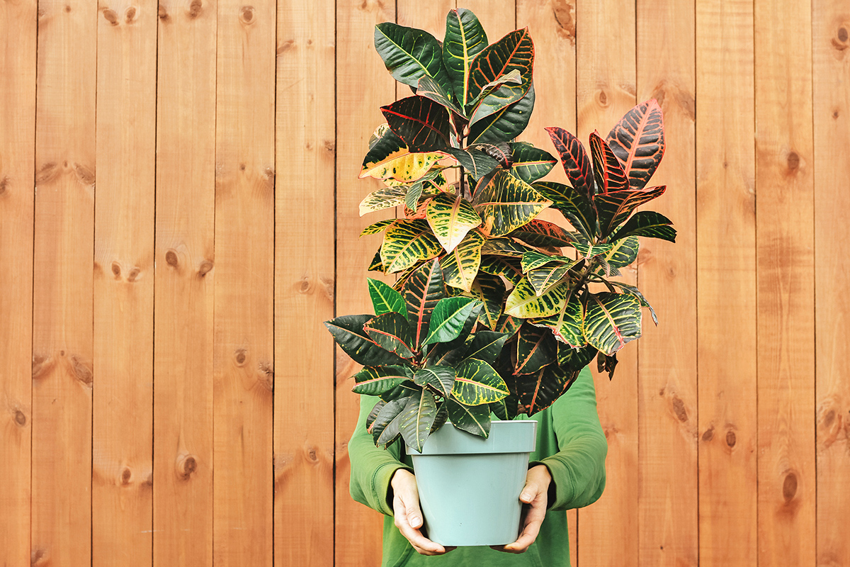 These 11 Houseplants Are for Experts Only