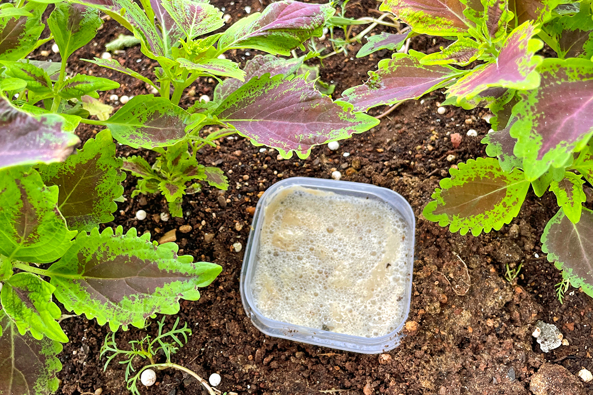 Skip the Pesticides — Try Beer Instead