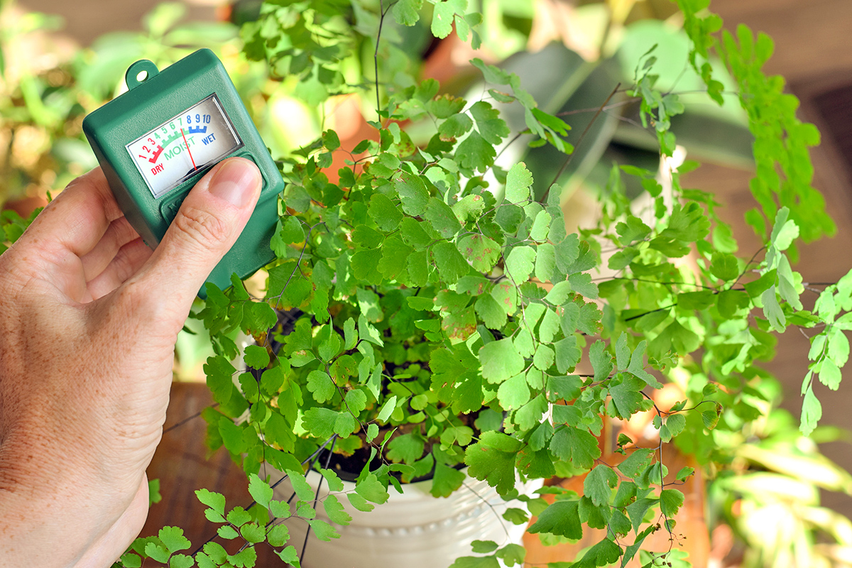 This One Tool Saves You From Killing Plants