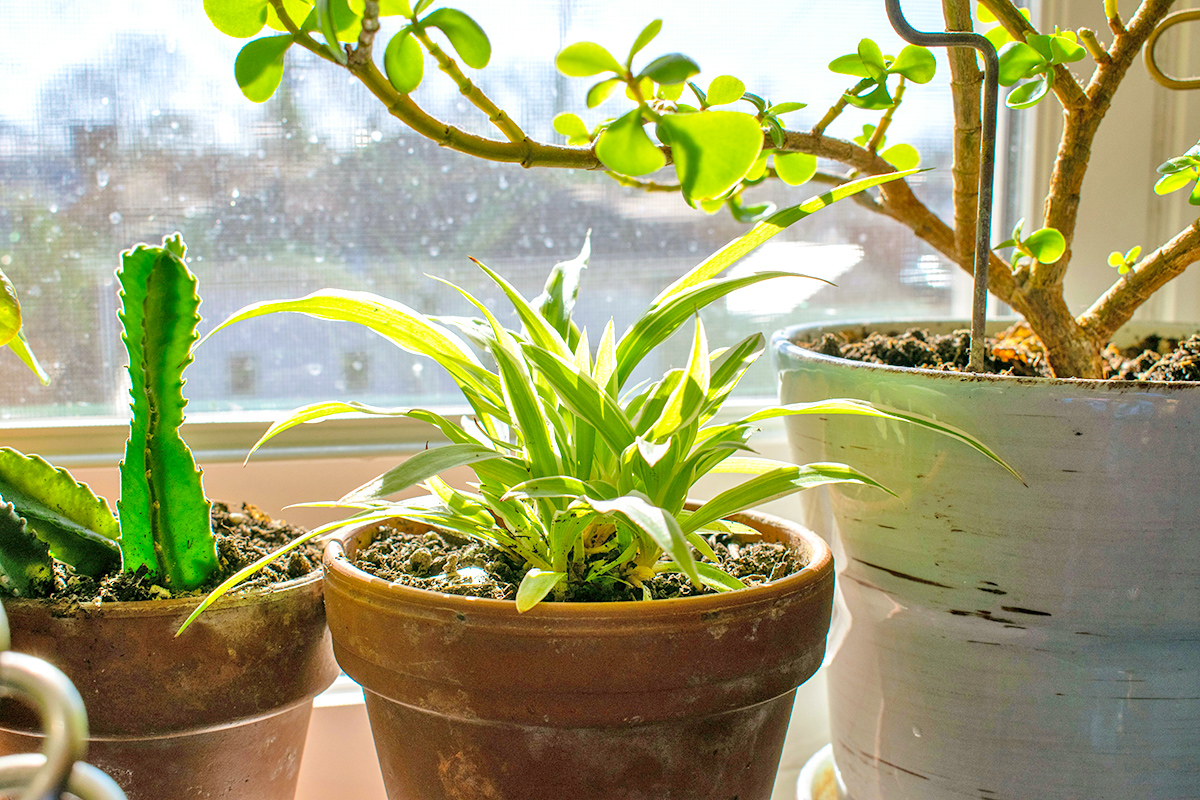 The Recycling Bin Item That Waters Your Plants for You