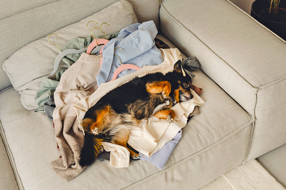 The Extra Dryer Step That Removes 2x More Pet Hair