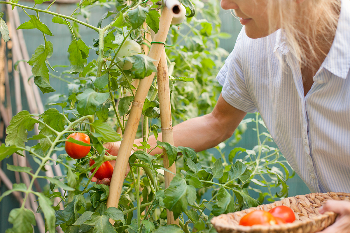 The 2-Tablespoon Trick for Bigger, Better Tomatoes