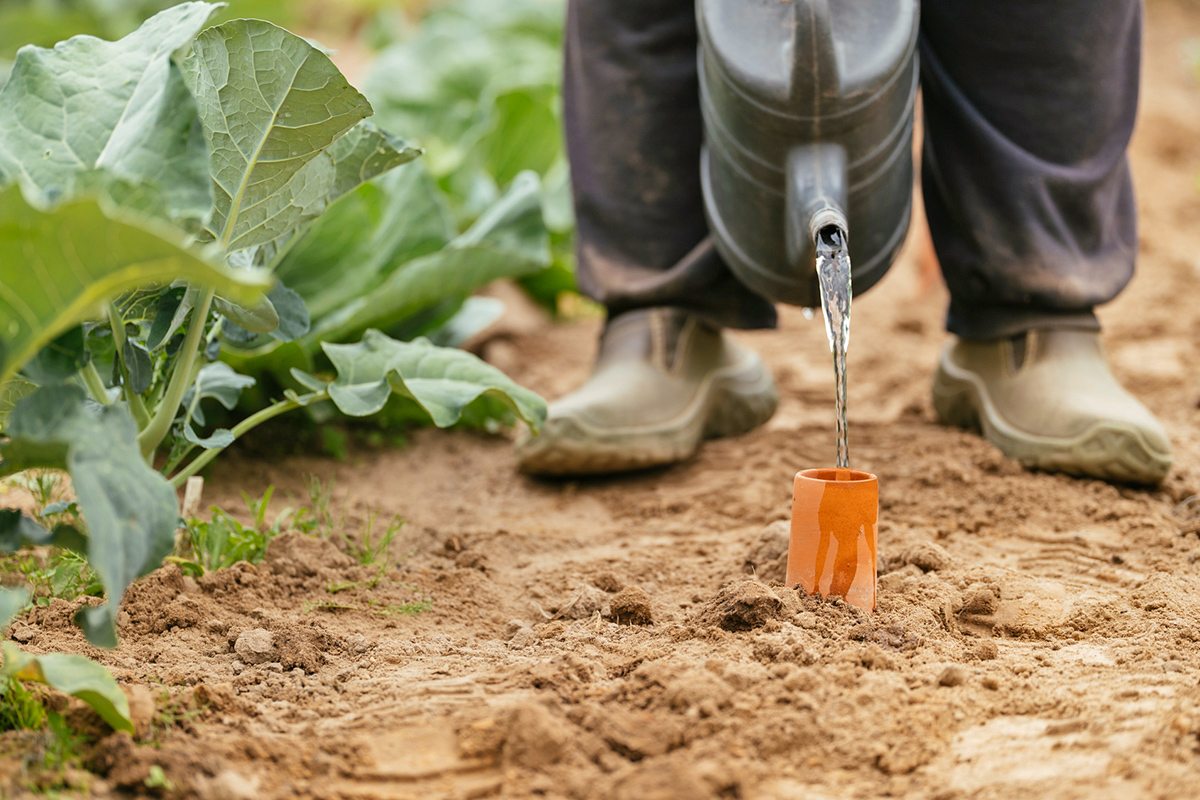 Anonymous gardener pouring water from a watering can into an olla in the ground.