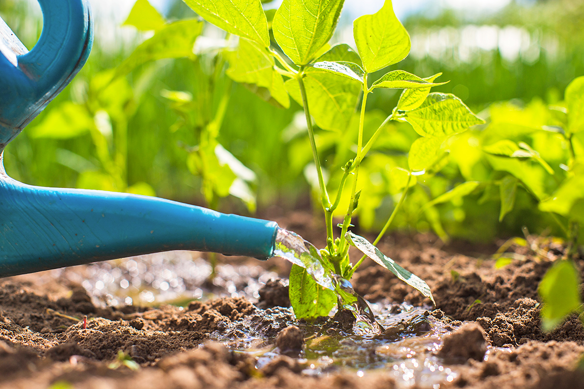Anonymous person watering a garden plant at soil level using a blue watering can.